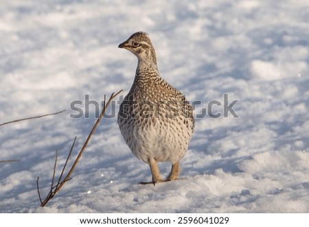 Sharp tailed grouse in the snow