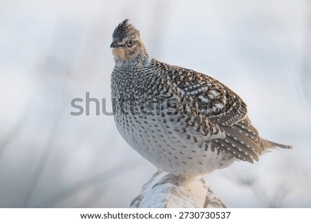 Sharp tailed grouse in winter