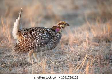 Sharp Tailed Grouse,tympanuchus Phasianellus, Taken In Wild, Agnieszka Bacal.