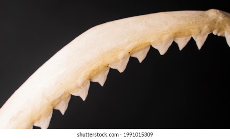 Sharp Teeth On The Bone Shark Jaw Close Up