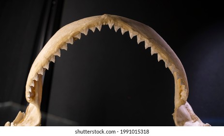 Sharp Teeth On The Bone Shark Jaw Close Up