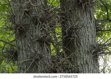 Sharp thorn like outcroppings on pine tree trunk