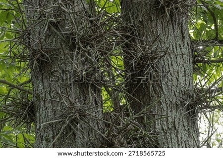 Sharp thorn like outcroppings on pine tree trunk