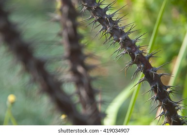 sharp thorns with blurred background