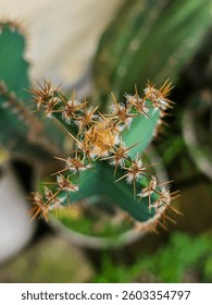 sharp thorns from the cactus tree 