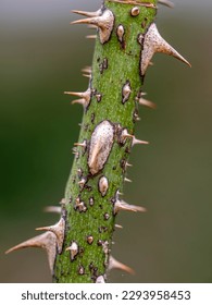 Sharp thorns on the branches of the Dolcezza rose tree