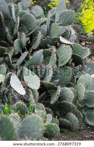 Sharp Thorns on Prickly Pear Cactus