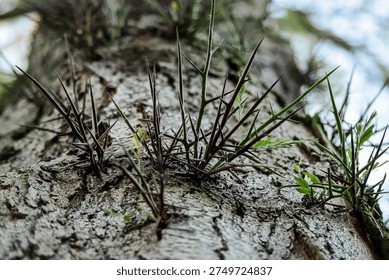 Sharp thorns on tree trunk with young green leaves, selective focus