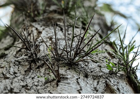 Sharp thorns on tree trunk with young green leaves, selective focus