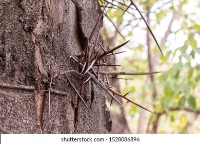 Sharp Thorns On Trunk Common Gleditsia Stock Photo (Edit Now) 1528086896