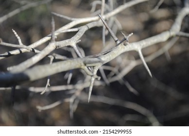 Sharp thorns on vines macro close up 