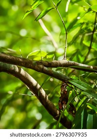 Sharp thorns on a wild tree branch in a dense tropical forest, captured in bright daylight with a soft green bokeh background. Natural texture.