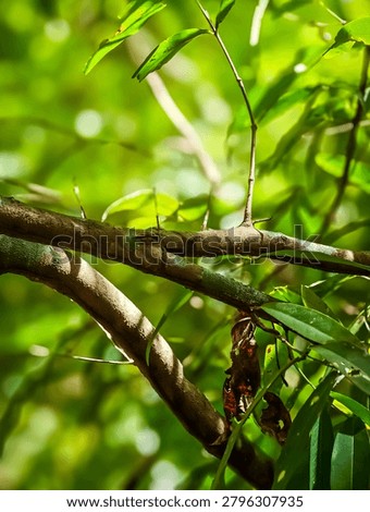 Sharp thorns on a wild tree branch in a dense tropical forest, captured in bright daylight with a soft green bokeh background. Natural texture.