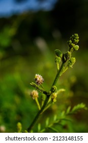 Sharp Thorns. Thorny Flower Buds.