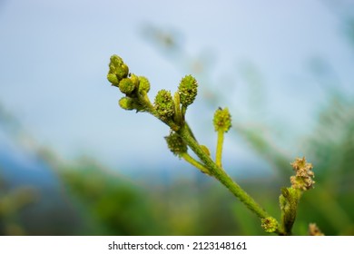 Sharp Thorns. Thorny Flower Buds.