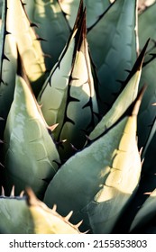 The Sharp Tips Of Agave Havardiana In The West Texas Desert