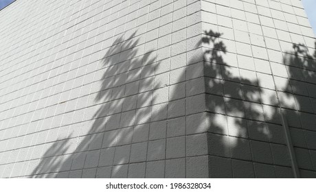 Sharp Tree Shadows On White Breeze Block Wall