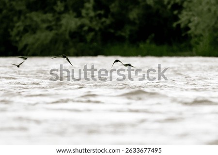 Sharp view of a barn swallows (Hirundo rustica) flying low over a turbulent river, showcasing grace and precision in a wild, fast-moving environment