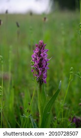 Sharp Violet Southern Marsh Orchid