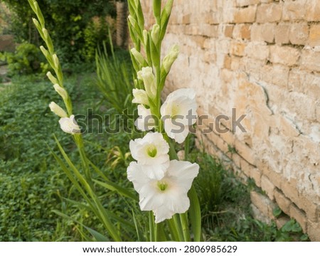 Sharp white gladiola blossoms opening on stalks next to a rustic brick wall.