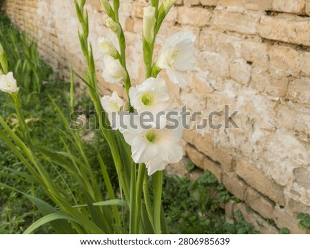 Sharp white gladiola blossoms opening on stalks next to a rustic brick wall.