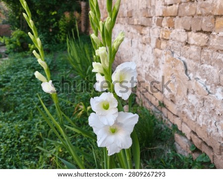 Sharp white gladiola blossoms opening on stalks next to a rustic brick wall.