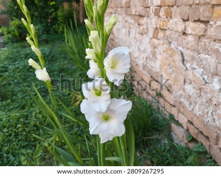 Sharp white gladiola blossoms opening on stalks next to a rustic brick wall.