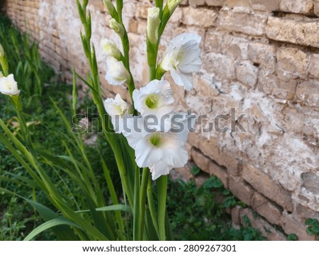 Sharp white gladiola blossoms opening on stalks next to a rustic brick wall.