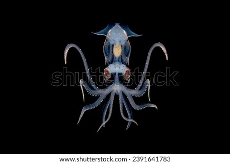 Sharpear Enope Squid photographed at night during a blackwater dive off Palm Beach, Florida.