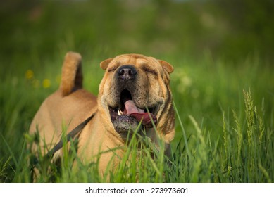 Sharpei