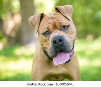 Sharpei Boxer Mixed Breed Dog Listening Stock Photo 1068058445 ...