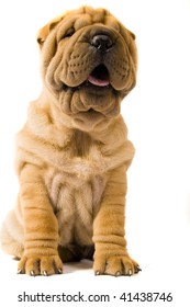 Sharpei Dog