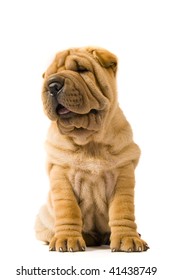 Sharpei Dog