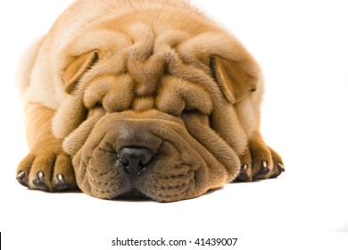 Sharpei Dog