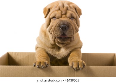 Sharpei Dog