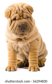 Sharpei Dog