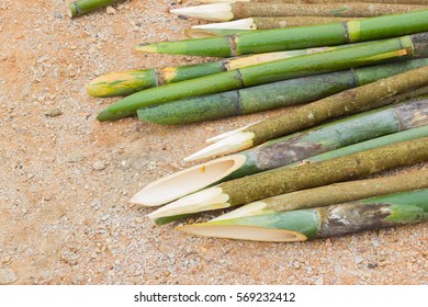 Sharpened Bamboo Sticks On Ground Used Stock Photo (Edit Now) 569232412