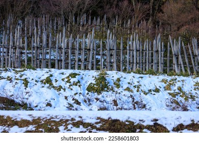 Sharpened wooden stakes form defensive perimeter on snowy hillside - Shutterstock ID 2258601803