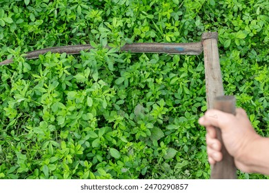 sharpening the hand scythe mowing the grass by hand - Powered by Shutterstock