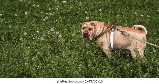 A sharpey dog walks on the grass. An adult pet.