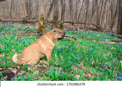 sharpey thoroughbred red cheerful dog in the spring forest, posing for the camera. care of domestic animals. spring walk with a dog in the woods.