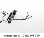 Sharp-eyed crow surveys its winter domain. A black crow with a sharp beak and intelligent eyes perched on a thick branch of a leafless tree. The backdrop is a barren landscape with a cloudy sky.