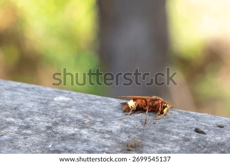 Sharpfocused orange insect crawling on textured rocky terrain, Detailed view of bright orange insect with small legs on natural stone surface