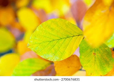 A sharp-focused yellow leaf dominates the frame against a bright autumn bokeh background, emphasizing vivid fall hues.