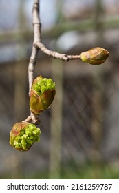 The sharp-leaved maple blooms, or platan-shaped maple (lat. Acer platanoides), inflorescences bloom. Spring.