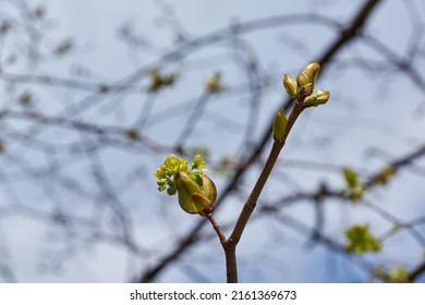 The sharp-leaved maple blooms, or platan-shaped maple (lat. Acer platanoides), inflorescences bloom. Spring.