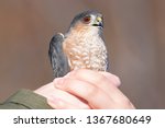 Sharp-shinned adult hawk portrait while being held after getting mist netted - released after data taken - at Hawk Ridge Bird Observatory in Duluth, Minnesota during Fall migrations