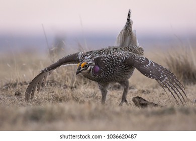 Sharp-tailed Grouse ( Tympanuchus Phasianellus) Dancing On Its Lek.