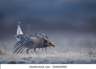 Sharp Tailed Grouse High Res Stock Images Shutterstock