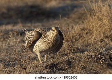 A Sharp-Tailed Grouse, Tympanuchus Phasianellus, On Lek